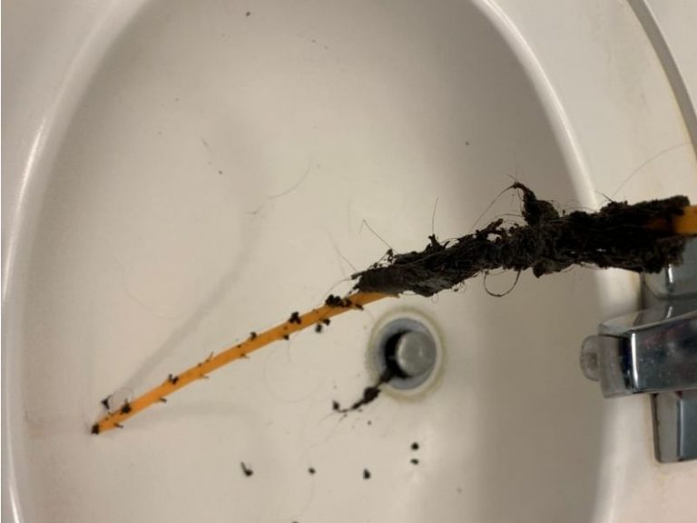 Will Bleach Kill Drain Flies In Bathroom