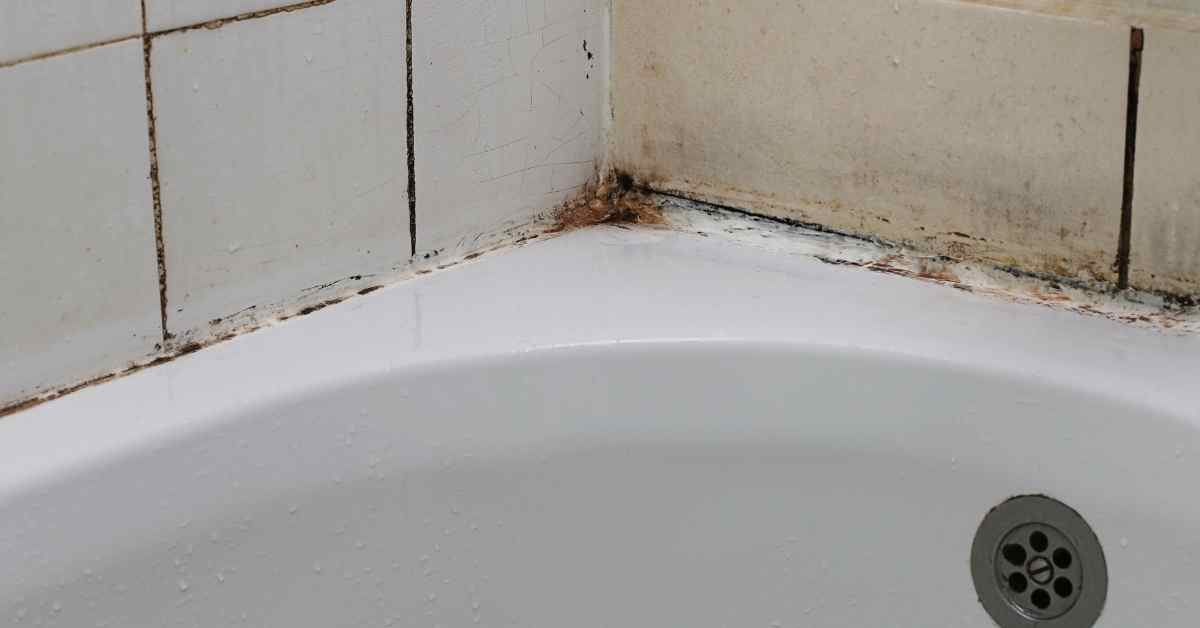 How to Easily Get Rid Of Mold From Shower Caulk Plumbing Sniper