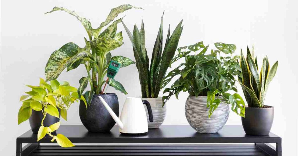 indoor plants