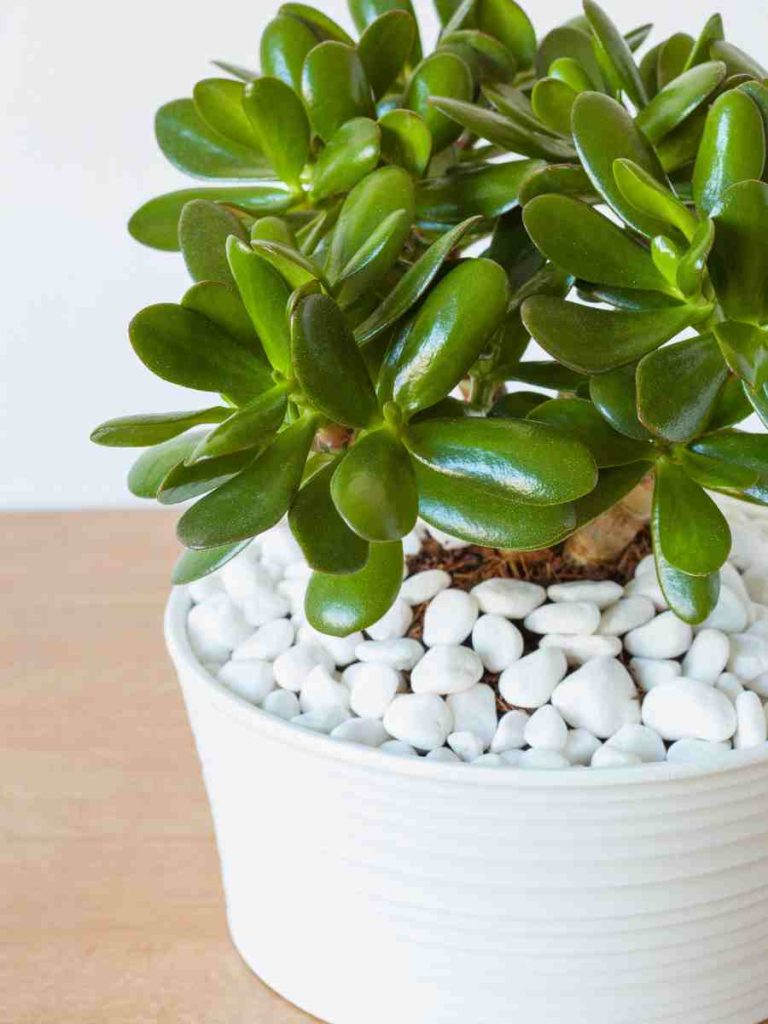 15 Must-Have Plants in Your House - Best Air Purification - Plumbing Sniper