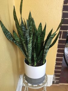Strategies For Keeping Houseplants Healthy and Thriving - Plumbing Sniper