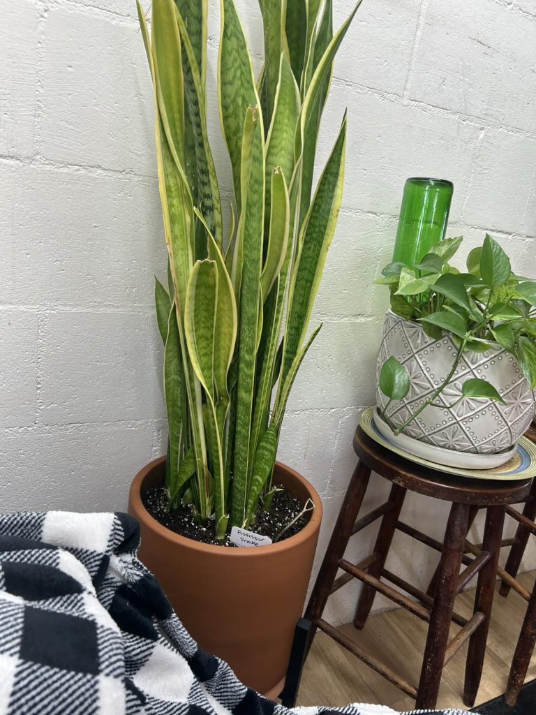 Strategies For Keeping Houseplants Healthy and Thriving - Plumbing Sniper